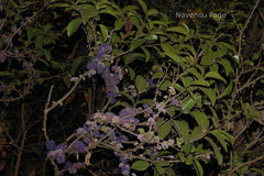 Memecylon umbellatum